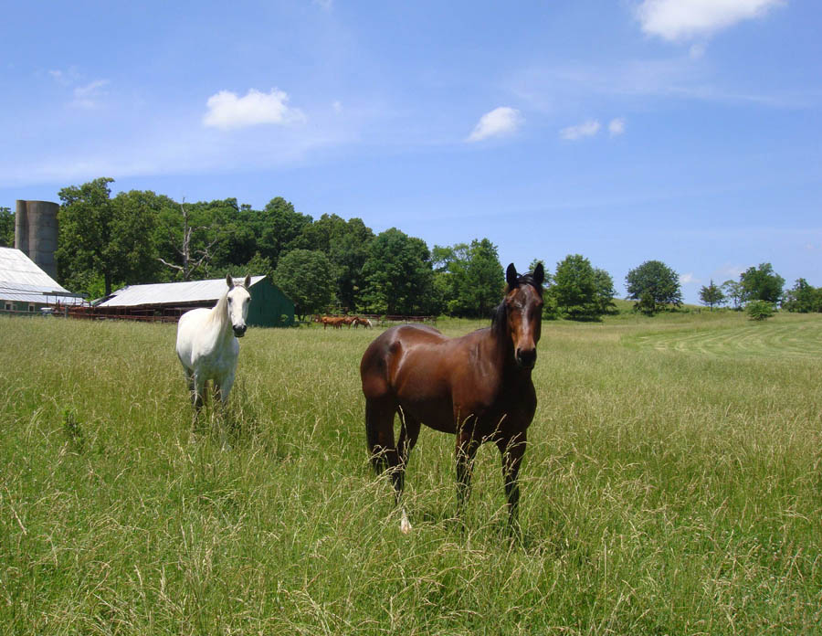 Horse Retirement Ranch with Grass Pastures in Missouri